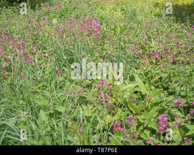 Massa di Red Campion / Silene dioica con renoncules / Ranunculus repens, plus Docks. Foto Stock