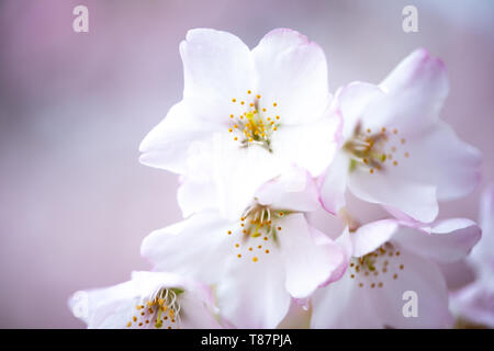 WASHINGTON DC - Una vista dettagliata e ravvicinata mostra la struttura dei fiori di ciliegio in piena fioritura lungo il bacino delle maree. Gli alberi in fiore, un dono del Giappone nel 1912, sono il fulcro dell'annuale Festival nazionale della fioritura dei ciliegi che si tiene ogni primavera. Foto Stock