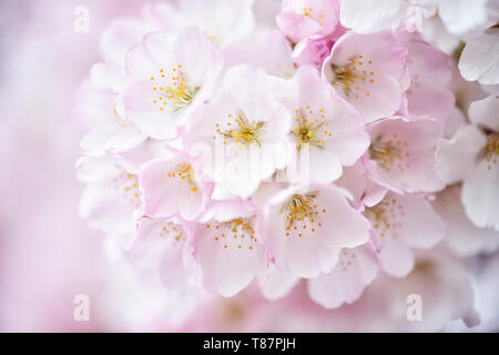 WASHINGTON DC - Una vista ravvicinata mostra la struttura dei fiori di ciliegio in piena fioritura presso il bacino delle maree. Questi alberi fioriti, un dono del Giappone nel 1912, sono al centro dell'annuale National Cherry Blossom Festival che si tiene ogni primavera. Foto Stock