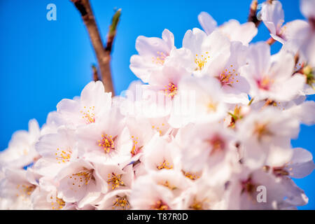 WASHINGTON DC - Una vista ravvicinata mostra la struttura dettagliata dei fiori di ciliegio in piena fioritura lungo il bacino delle maree. Questi alberi fioriti, originariamente un dono del Giappone nel 1912, sono al centro dell'annuale National Cherry Blossom Festival ogni primavera. Foto Stock
