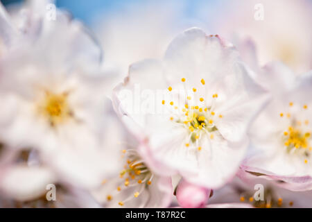 WASHINGTON DC, Stati Uniti: Una vista ravvicinata dei fiori di ciliegio di Washington DC in piena fioritura, che mostra i delicati petali rosa e l'intricata struttura floreale. Questa immagine dettagliata mette in evidenza la bellezza effimera dei ciliegi in fiore che ogni primavera attirano migliaia di visitatori nella capitale della nazione. Foto Stock