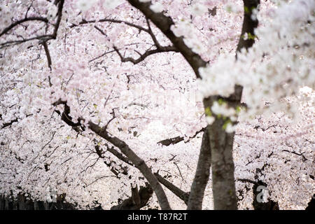 Fiori di ciliegio a Washington DC | WASHINGTON — Fiori di ciliegio bianchi e fitti riempiono l'inquadratura al picco della fioritura lungo il Tidal Basin, i rami illuminati da dietro rivelano i grappoli strettamente impaccati tipici del cultivar Yoshino. La fioritura, seguita ogni anno dal National Park Service dal 1921, segna l'arrivo della primavera nella capitale della nazione. Foto Stock