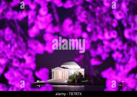WASHINGTON DC - i fiori di ciliegio, illuminati da luci rosa, incorniciano una vista notturna del Jefferson Memorial attraverso il bacino delle maree. La fioritura annuale di migliaia di alberi, originariamente un dono del Giappone nel 1912, è al centro del National Cherry Blossom Festival. Il memoriale è dedicato al terzo presidente degli Stati Uniti, Thomas Jefferson. Foto Stock
