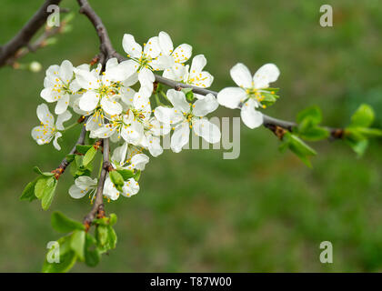 Blossom alle ciliegie a lunghezza di molla di tempo su sfondo verde Foto Stock