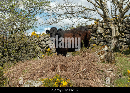 Parco Nazionale di Dartmoor, Devon, Inghilterra, Regno Unito. Maggio 2019. Un free roaming mucca sulla brughiera in Dartmoor una famosa località di campagna ad ovest del paese Foto Stock