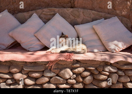 Gatto rilassato, San Pedro de Atacama, Cile Foto Stock