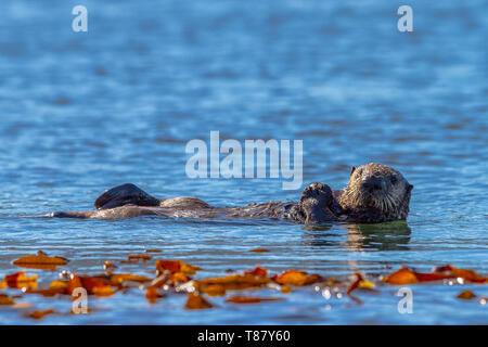 Sea Otter off la northwestern Vancouver Island a riva, Cape Scott, British Columbia, Canada. Foto Stock