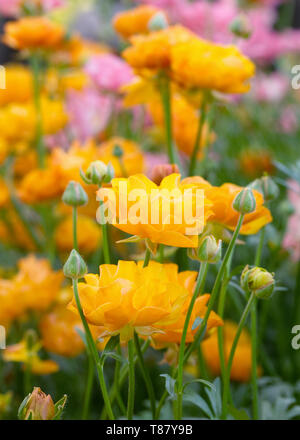 Ranunculus rococò di fiori d'arancio. Foto Stock