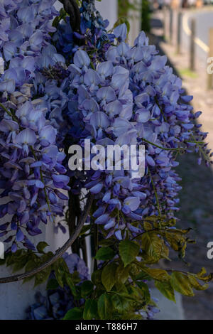 Una chiusura del blue Wysteria fiori in piena fioritura Foto Stock