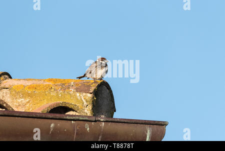 Passera sarda (Passer hispaniolensis) Foto Stock