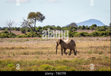 Primo piano dell' elefante africano sulle pianure di Savannah a Tsavo East Park, Kenya Foto Stock