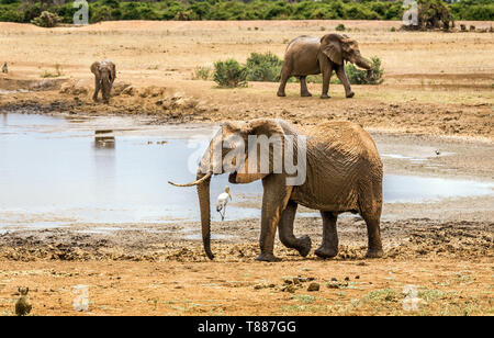 Branco di elefanti africani sulle pianure di Savannah a Tsavo East Park, Kenya