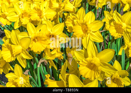 Yellow Daffodils, in una giornata di sole, vicino. Foto Stock