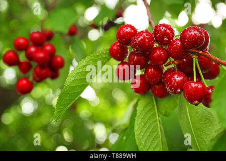 Ciliegio dolce bacche sui rami di alberi in giardino Foto Stock