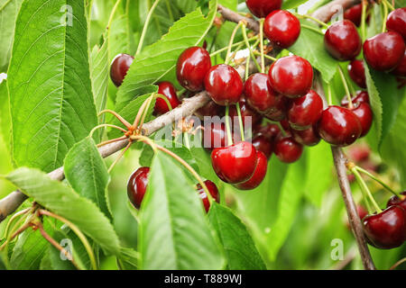 Ciliegio dolce bacche sui rami di alberi in giardino Foto Stock
