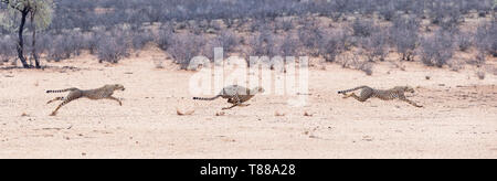 Immagine composita di una femmina adulta di ghepardo (Acinonyx jubatus jubatus) in volata dopo springbok nel Kalahari Foto Stock