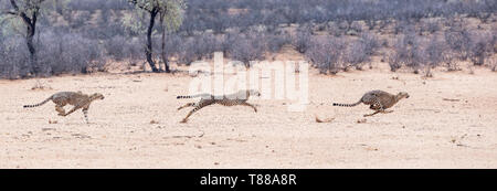 Immagine composita di una femmina adulta di ghepardo (Acinonyx jubatus jubatus) in volata dopo springbok nel Kalahari Foto Stock