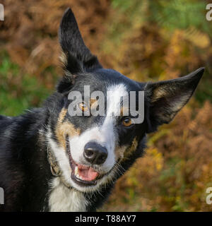 Border Collie sorridendo tra i colori autunnali Foto Stock