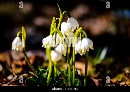 Molla di fiocchi di neve dalla Repubblica ceca Foto Stock