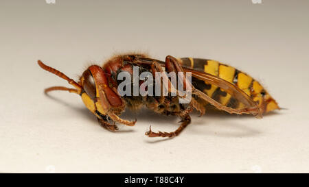 Unione hornet (lat. Vespa crabro) Foto Stock