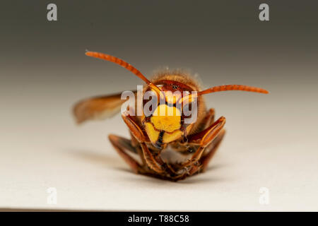 Unione hornet (lat. Vespa crabro) Foto Stock