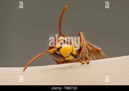 Unione hornet (lat. Vespa crabro) Foto Stock