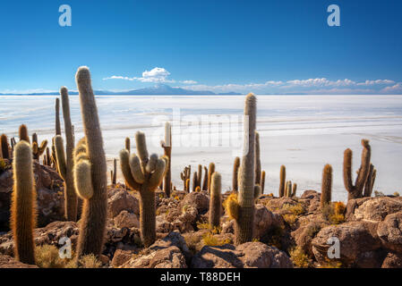 Cactus in Incahuasi isola, Salar de Uyuni distesa di sale, Potosi, Bolivia Foto Stock