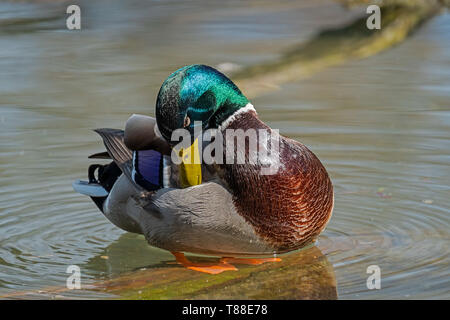 Bella mallard drake governare le sue piume Foto Stock