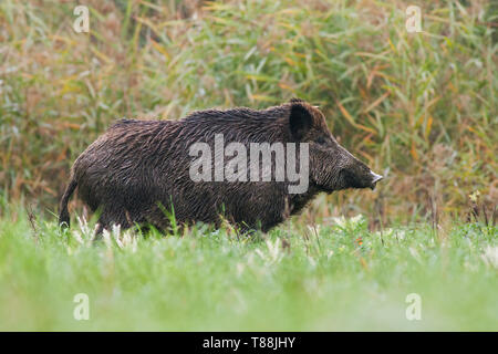 Vista laterale di adulto il cinghiale Sus scrofa, in piedi su un prato in erba verde in estate con sfondo sfocato. Basso angolo vista di animale selvatico in natu Foto Stock