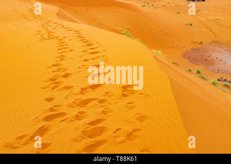 Salendo le dune di sabbia, orme nella sabbia, alba, il Deserto del Sahara, Marocco Foto Stock