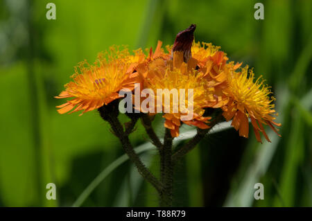 Hieracium aurantiacum; Pilosella aurantiaca (fox-e-lupetti, arancione hawk bit, devil's pennello, grim-la-collier) Foto Stock