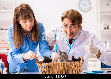 Medico e assistente in clinica veterinaria a controllare gattino Foto Stock