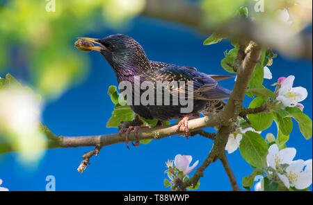 Starling comune si siede tra apple a rami di alberi con il cibo per i pulcini Foto Stock