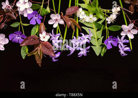 Un gruppo della prima fioritura delle piante pervinca, giacinti, fioritura di prugne secche con fiori di ciliegio su sfondo nero Foto Stock