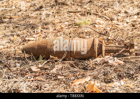 Rusty bombe inesplose dal tempo della guerra, recintata con filo spinato di aghi in una foresta di pini Foto Stock