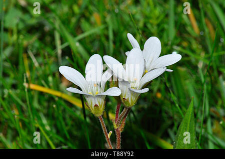 Prato Sassifraga,Saxifraga granulata, cresce sulle creste rocciose, prati, boschi cedui e pascoli.Fiori maggio-giugno.rischio: Vicino minacciata.Warminster, Foto Stock