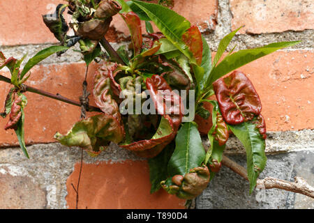 Peach leaf curl danni su un pesche o nettarine tree. Foto Stock