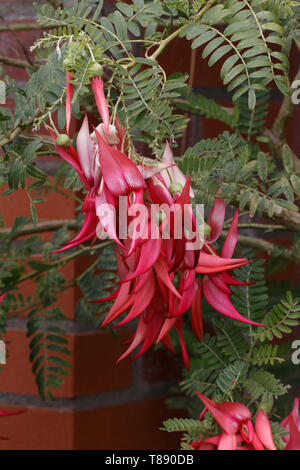 Clianthus puniceus fioritura. Papilionaceae Nuova Zelanda. Foto Stock