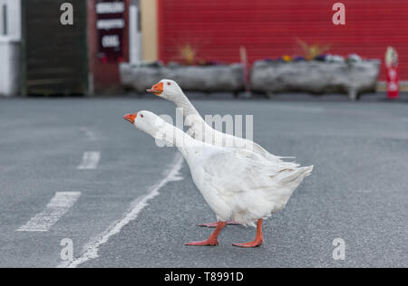 Garryvoe, Cork, Irlanda. Il 12 maggio 2019. Una coppia di oche una passeggiata e un gander intorno le strade in Garryvoe, Co. Cork, Irlanda. Credito: David Creedon/Alamy Live News Foto Stock