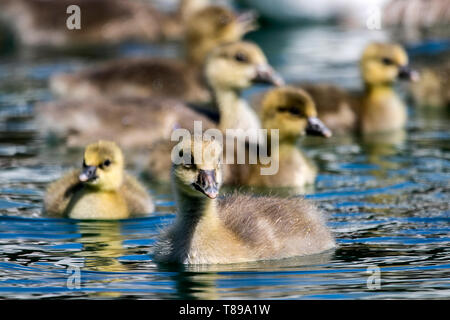 Southport, Regno Unito. Il 12 maggio 2019. "UK Meteo: Oca Graylag pascere anatroccoli, Southport, Merseyside" un branco di oche Graylag pastore loro anatroccoli insieme nel caldo sole sul lago marino a Southport nel Merseyside. Alcune specie di oche tendono le loro giovani da soli, alcuni mano sulle loro anatroccoli per altre femmine tendono a. Nelle femmine la ricezione di altri uccelli' anatroccoli può avere più di un centinaio di anatroccoli in aggiunta ai loro propri. L'eider è l'unica specie di anatre che si prende cura dei giovani da parte di un team di parecche femmine. Credito: Cernan Elias/Alamy Live News Foto Stock