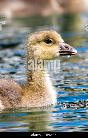 Southport, Regno Unito. Il 12 maggio 2019. "UK Meteo: Oca Graylag pascere anatroccoli, Southport, Merseyside" un branco di oche Graylag pastore loro anatroccoli insieme nel caldo sole sul lago marino a Southport nel Merseyside. Alcune specie di oche tendono le loro giovani da soli, alcuni mano sulle loro anatroccoli per altre femmine tendono a. Nelle femmine la ricezione di altri uccelli' anatroccoli può avere più di un centinaio di anatroccoli in aggiunta ai loro propri. L'eider è l'unica specie di anatre che si prende cura dei giovani da parte di un team di parecche femmine. Credito: Cernan Elias/Alamy Live News Foto Stock