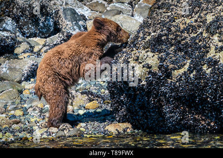 Ultimi anni grizzly Bear Cub assaporerete lungo il basso tideline in ingresso del cavaliere, grande orso nella foresta pluviale, British Columbia Costa, Prime Nazioni Territorio, C Foto Stock