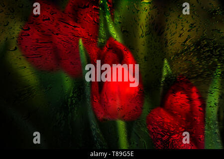 Concetto flora : i tulipani incaritate Foto Stock