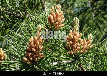 Lodgepole pino, Pinus contorta coni maschili Foto Stock