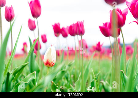 Il bianco e il rosso tulipano francese in un campo di fiori, tra rosa tulipani trionfo, con uno sfondo sfocato e concentrarsi su di un fiore diverso. Foto Stock