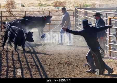 Stati Uniti, Montana, Belfry, cowboy di smistamento di vacche per essere inviate al ranch di alimentazione nel Nebraska Foto Stock