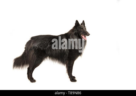 Bella capelli lunghi belga nero il cane pastore chiamato groenendaeler visto dal lato piedi isolato su uno sfondo bianco Foto Stock