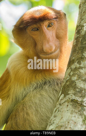 Ritratto di un elemento a proboscide monkey visto di fronte in un albero in un'immagine verticale Foto Stock