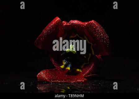 Wet red tulip girato in uno studio con un sfondo nero Foto Stock