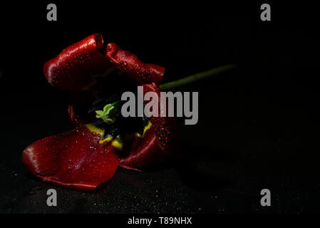 Wet red tulip girato in uno studio con un sfondo nero Foto Stock